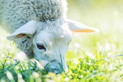 Schaf auf der Weilandt-Wiese