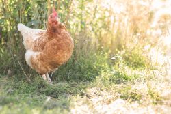 Bauernhof Weilandt Hühner freilaufend
